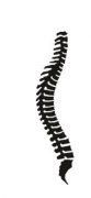 Spine Silhouette• Chiropractic Vinyl Wall Decal • Vinyl Wall Expressions