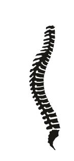 Graphic spine